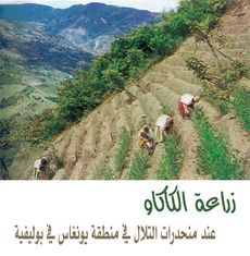 زراعة الكاكاو.jpg