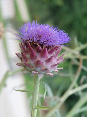 Cynara July 2011-1.jpg