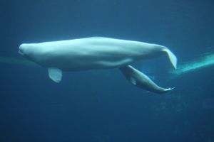 Underwater photo of calf swimming slightly below and behind its mother