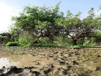 Réserve biosphère de Gadabedji 16.jpg