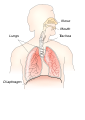 Respiratory system