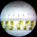 Spirogyra. Each numbered tick = 20 µM