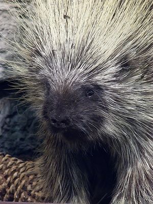 North American porcupine