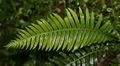 Fern leaf, probably Blechnum nudum