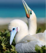 Nesting pair of red-footed boobies (Sula sula)