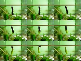 Pupation of Inachis io.