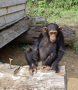 South Djoum Chimp.jpg