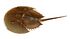 Limulus polyphemus (aquarium) (white background).jpg