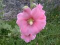 Alcea rosea01.jpg
