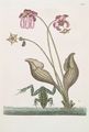 Rana Aquatica، الضفدعة المائيَّة، 1754