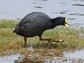 Red-gartered Coot RWD5.jpg