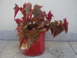 Angel Wing Begonia.JPG