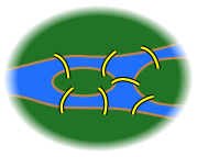 7 bridges.svg