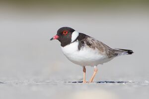 Thinornis rubricollis - Orford.jpg