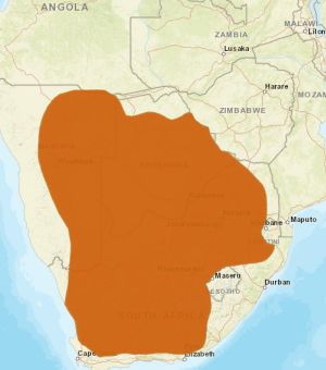 Black-footedCat distribution.jpg