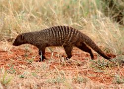 Banded mongoose