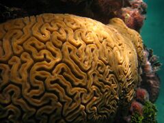 Brain coral, Caribbean Sea near Esperanza on the island of Vieques, Puerto Rico