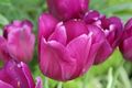 Pink tulips are popular in public gardens such as these taken at Bellingrath Gardens and Home in Theodore, AL.