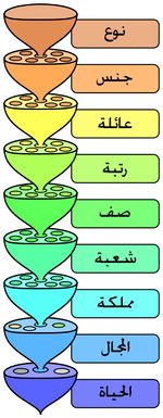 المستويات المختلفة لنظام التصنيف الحيوي.