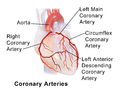 Illustration of coronary arteries