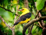 Oriolus oriolus Ayodar 1.jpg