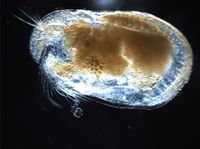 Ostracod.JPG