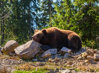 A bear in Synevyr National Nature Park
