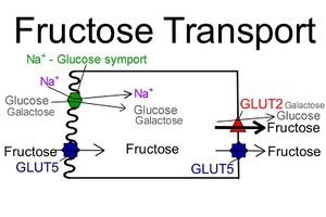 Fructosetransporter.jpg