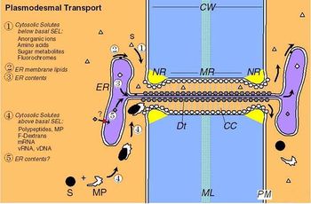 النقل عبر الـبلاسموديسما