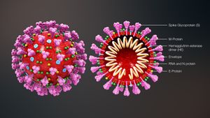 Cross-sectional model of a coronavirus