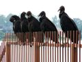 AmericanBlackVultureFlock.jpg