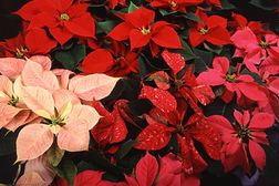 Poinsettia thumbnail.JPG