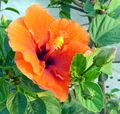 Hibiscus rosa-sinensis in الهند.