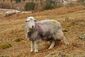 Lone Lake District Herdwick.jpg