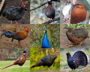 Phasianidae.png