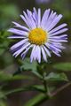 Aster novae-angliae (Asteroideae)