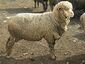 Ascanian sheep 1.jpg