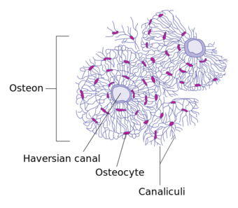 Transverse section of bone en.svg