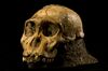 Australopithecus sediba.JPG