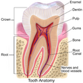 How the roots of the teeth, gums, and alveolar bone are related