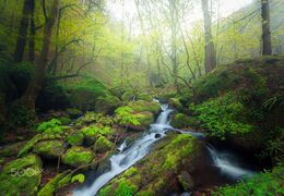 Caspian Forests (207720547).jpeg