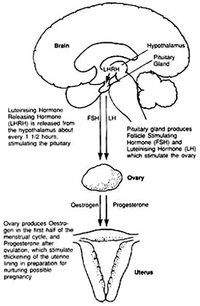 مقطع تشريحي عرضي لحوض أنثى