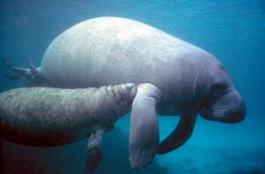 Manatee with calf.PD - colour corrected.jpg