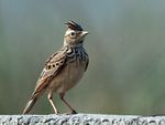 Oriental Skylark I IMG 0551.jpg
