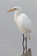 Garza blanca (Ardea alba)