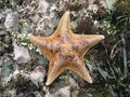 Bat star, Asterina miniata.