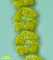 Gymnodinium aerognisum