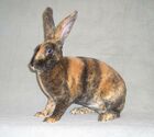 Japaner-rex-kaninchen.jpg