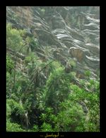 نخيل وحدائق معلقة في وادي لجب