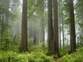 Fog permeates through the trees in Redwood National and State Parks